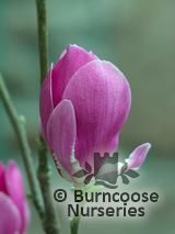 MAGNOLIA 'Cleopatra'  