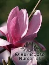 MAGNOLIA 'Yakeo'  