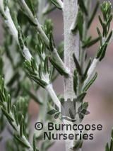 OZOTHAMNUS hookeri 'Sussex Silver' 