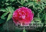 PAEONIA suffruticosa 'Blue Lotus' 