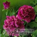 PAEONIA suffruticosa 'Mulberry Purple' 