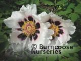 PAEONIA suffruticosa 'Snowy Lotus' 