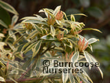 PIERIS japonica 'Variegata' 