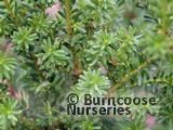 PODOCARPUS lawrencei  