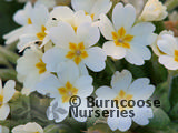 PRIMULA vulgaris  