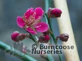 PRUNUS mume 'Beni-shidari' 