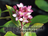 RHAPHIOLEPIS delacourii 'Coates Crimson' 