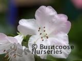 RHODODENDRON ciliicalyx  