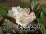 RHODODENDRON 'Hydon Velvet'  