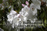 RHODODENDRON 'Loders White'  