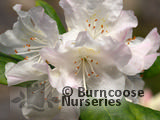 RHODODENDRON minus  