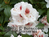 RHODODENDRON 'Mrs Lionel de Rothschild'  