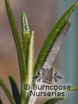 ROSMARINUS officinalis 'Aureus' 