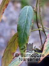 RUBUS henryi  