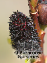 SALIX gracilistyla 'Melanostachys'  