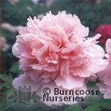 PAEONIA suffruticosa 'Snow Face Peach' 