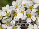 SPIRAEA cinerea 'Grefsheim' 