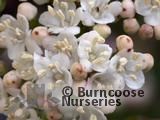 VIBURNUM tinus 'Purpureum' 