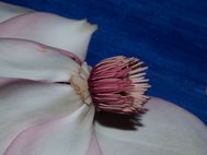 3. Remove petals to expose anthers.