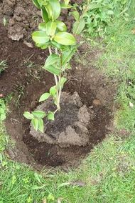 Place the plant in the hole and check the top of soil on the plant will be level with the surrounding ground level