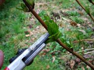  pruning hydrangea to paired buds