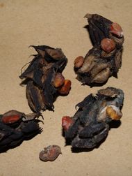 Magnolia seed pods