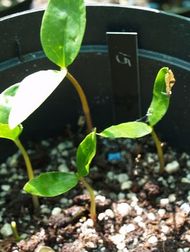 small magnolia seedlings