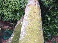 Beech tree stump