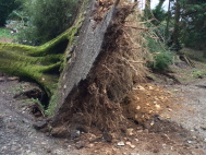 Beech tree stump