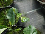 Magnolia with slug damage