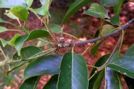 Ripe Quercus acuta