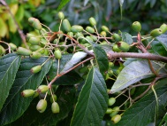  unripe Sorbus folgneri fruits
