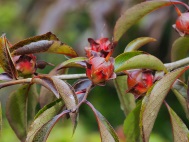 nearly ripe Stewartia rostrata seed