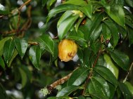 Unripe Camellia reticulata seed 