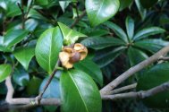 Ripe Camellia japonica seed 