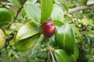 Ripe Camellia sasanqua seed 