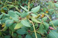 Unripe Rhododendron 'Jock' seed 