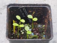 Berberis hookeri seedlings