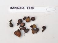  Ripe Camellia tsai  seed 