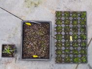 Puya chilensis seedling