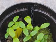 Stewartia rostrata seedlings