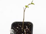 Styrax hookeri seedling