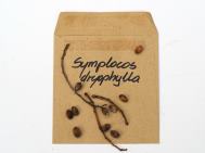 Symplocos dryophylla seeds