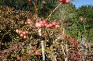  ripe Sorbus reducta fruits