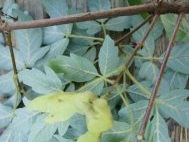 Unripe Acer griseum seed 