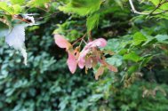 Unripe Acer palmatum 'Osakazuki' seed 