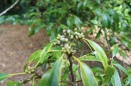 Unripe Quercus myrsinifolia seed 