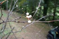  ripe Sorbus fruits