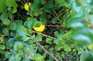 ripe Quince fruits