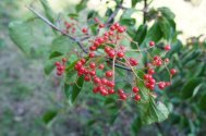 ripe Viburnum betulifolium fruits